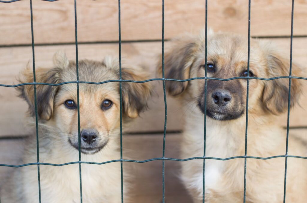 comment faire garder son chien quand on part en vacances