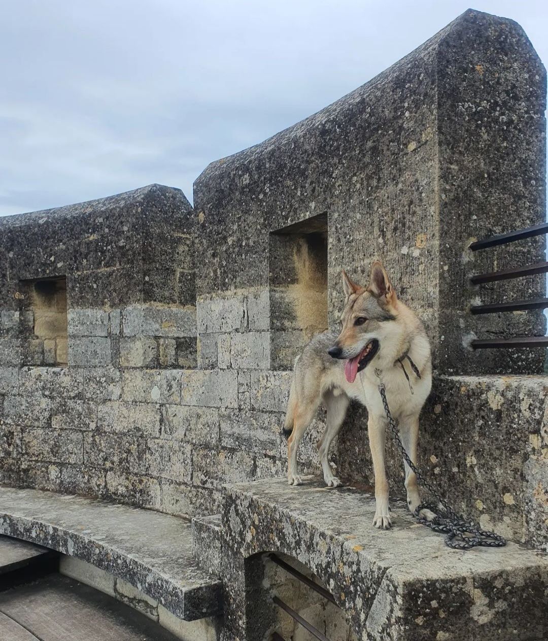 visite fort saint-andré avec chien