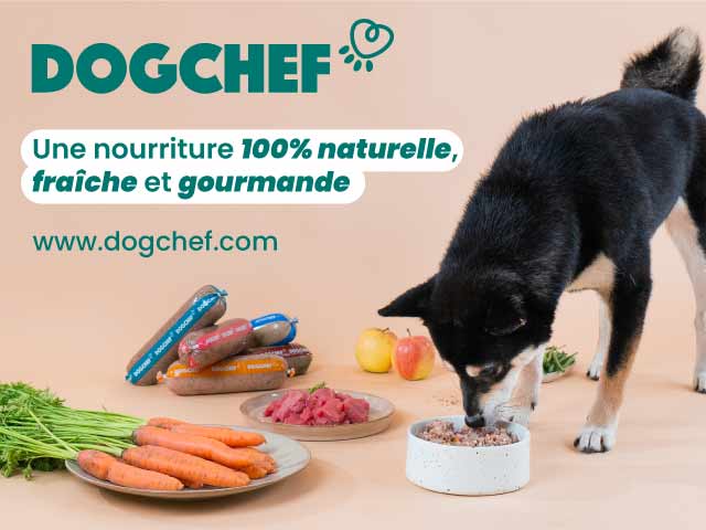 dog chef tourisme avec mon chien