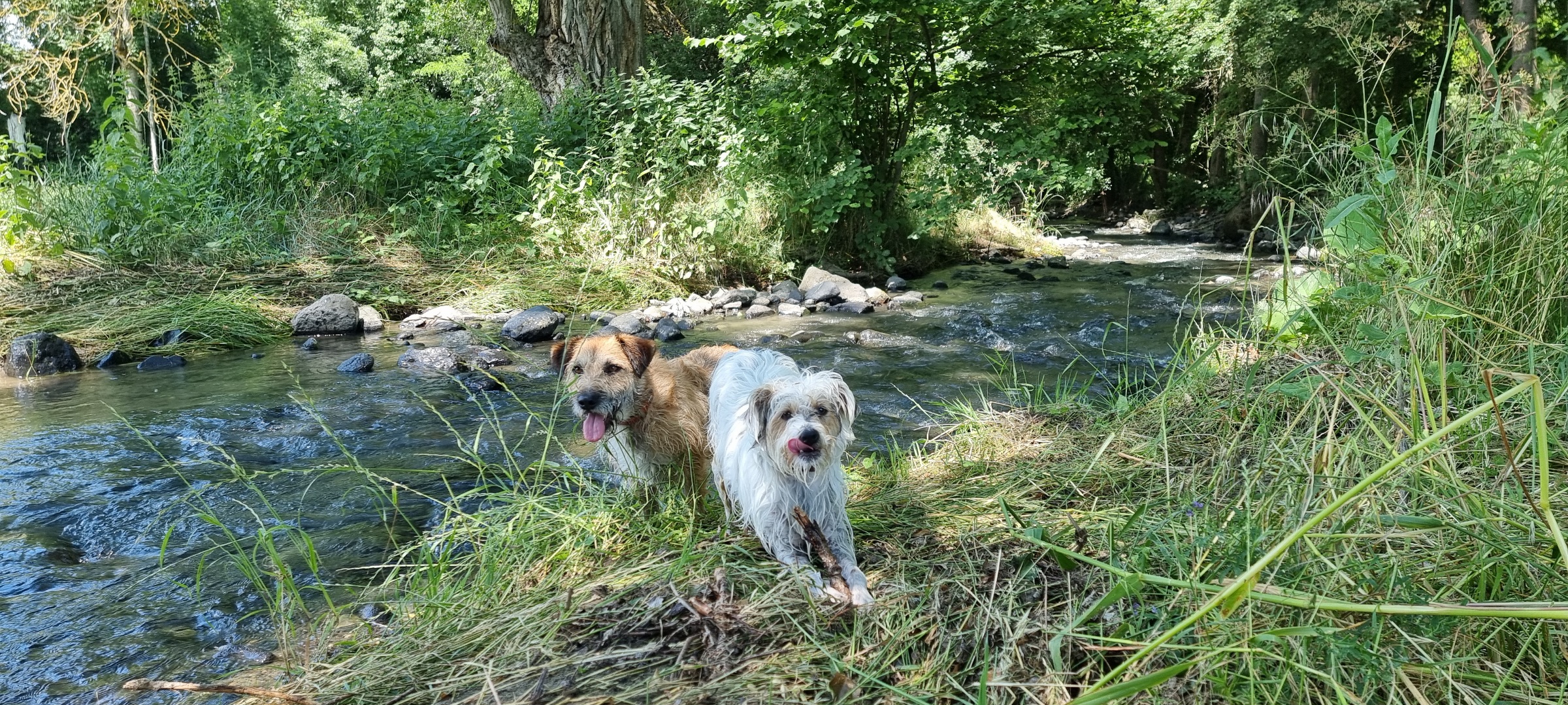 gite chien accepté murol