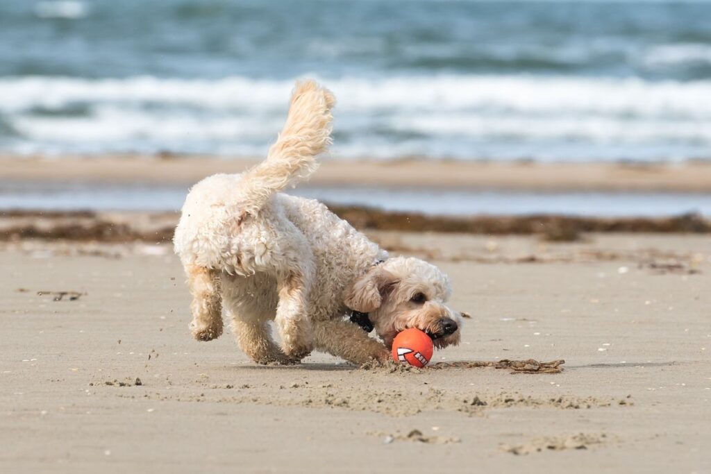 La Baie du Cotentin avec son chien : le top 15  des choses à faire !