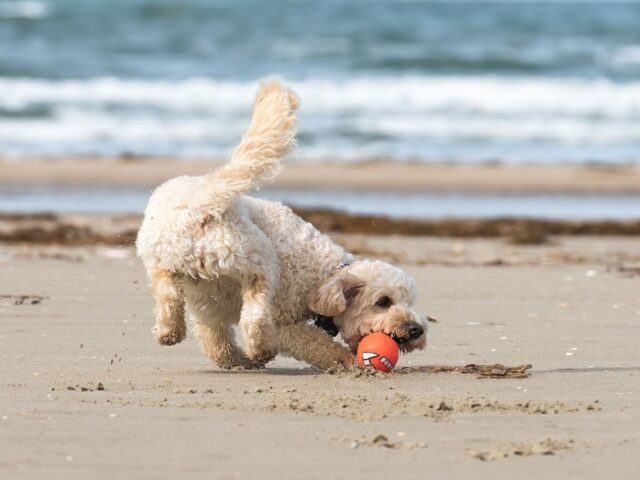 La Baie du Cotentin avec son chien : le top 15  des choses à faire !