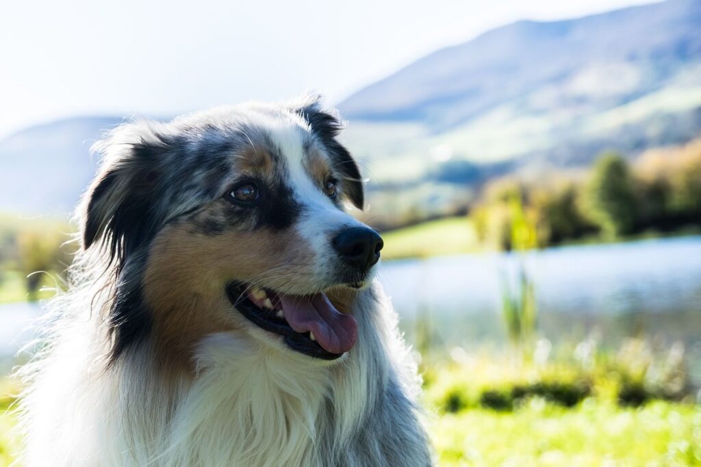 Les chiens, nos compagnons idéaux pour les vacances.