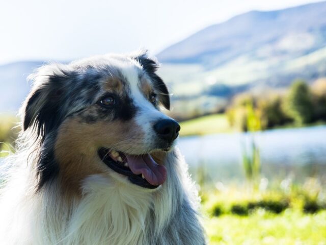 Les chiens, nos compagnons idéaux pour les vacances.