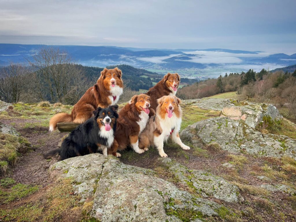 Gérardmer avec son chien : nos adresses dogfriendly