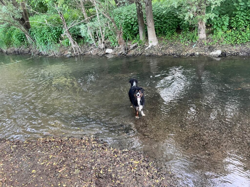 vacances à gérardmer avec son chien