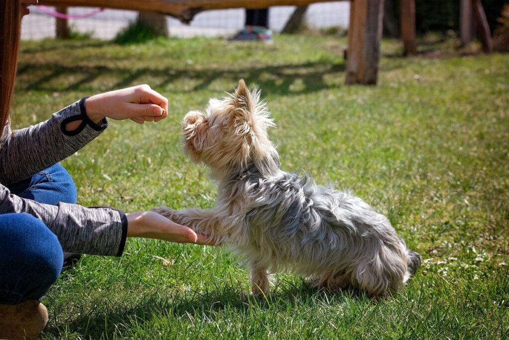 Méthodes d’apprentissage pour les chiens