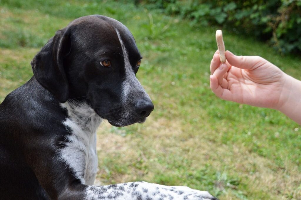 méthode apprentissage chien