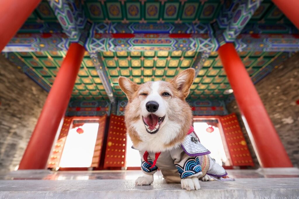 passeport pour chien quand est il nécessaire