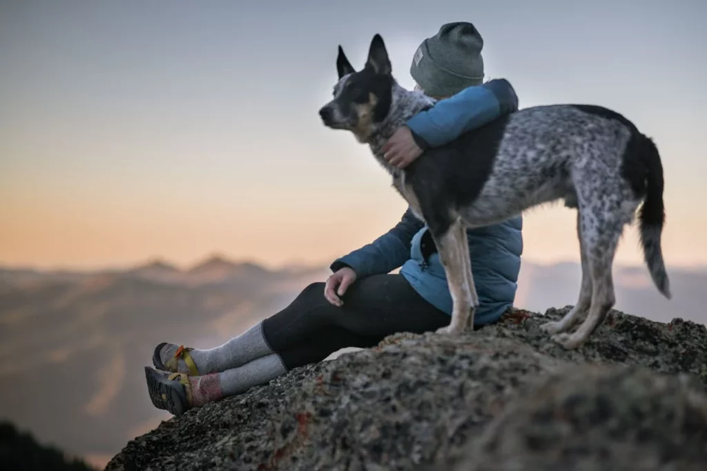 Pourquoi est-il judicieux de souscrire une assurance animaux ?