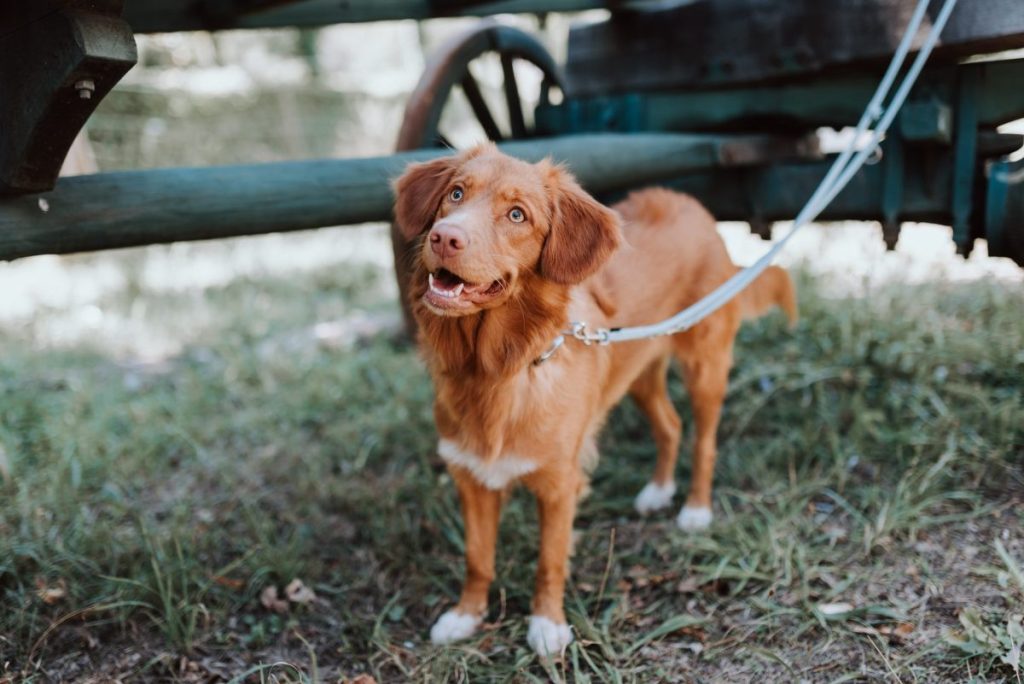 visite écomusée d'alsace avec chien