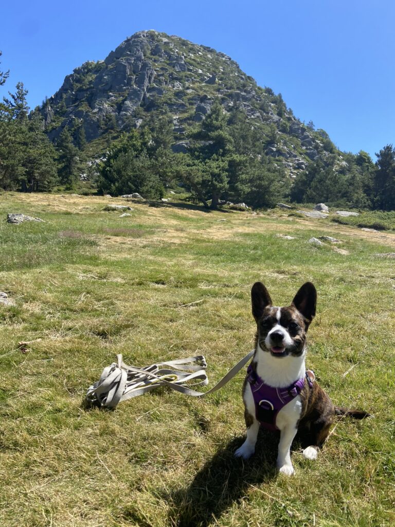 le mont gerbier de jonc avec chien randonnée