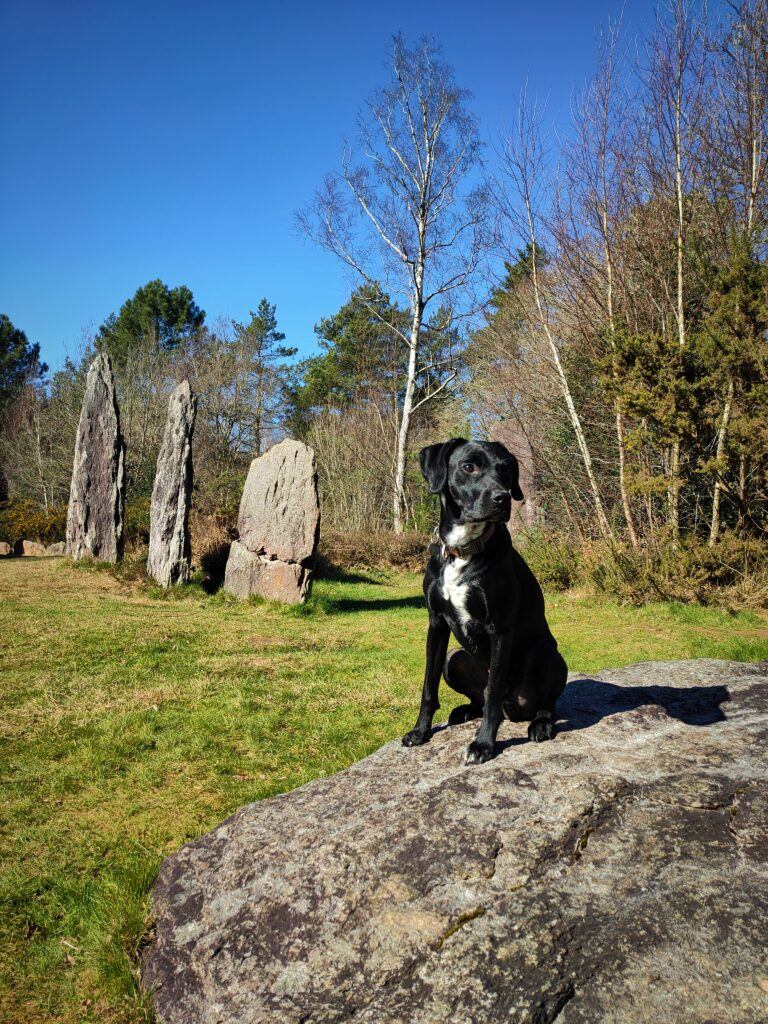 chien qui se balade en bretagne découverte des menhirs