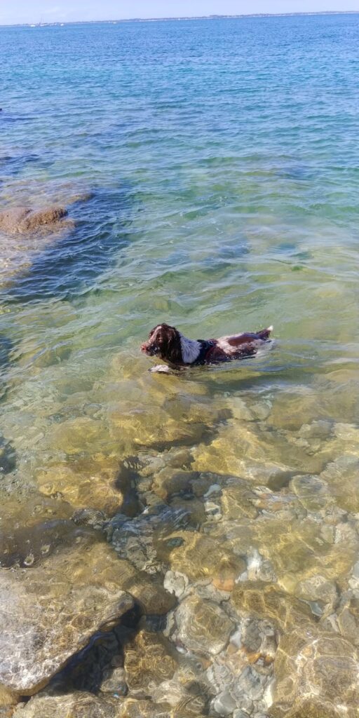 L'épuisette Bretonne accepte chien quiberon bretagne